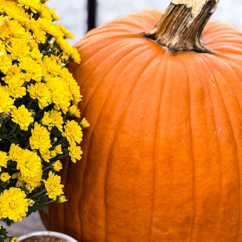 Pumpkins & Pastries: Add-On Extra PUMPKINS